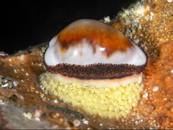 Neobernaya spadicea,Golf Ball Reef 2026