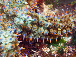 Astrometis sertulifera arm close-up (South Casa Reef, La Jolla) 2016