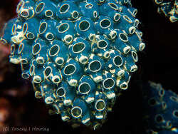 Nephtheis fascicularis,Anilao, Bagalangit, Mabini, Batangas, Philippines 2026