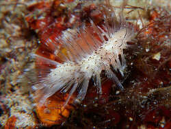 Chloeia bemisae,Anilao, Bagalangit, Mabini, Batangas, Philippines 2026