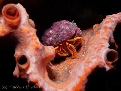 Pseudopaguristes kuekenthali,Bagalangit, Mabini, Batangas, Philippines 2026