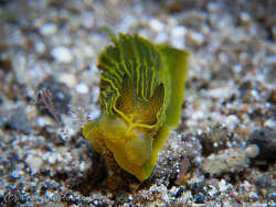 Gymnodoris feyae,Bagalangit, Mabini, Batangas, Philippines 2026