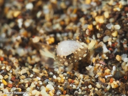 Granulina rutae,Las Palmas, ES-CN, ES 2021