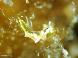 Elysia gordanae,Las Palmas, ES-CN, ES 2026