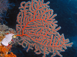 Astrogorgia dumbea thumbnail