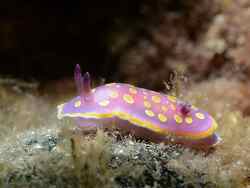 Felimida luteorosea thumbnail