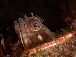 Neoclinus blanchardi thumbnail