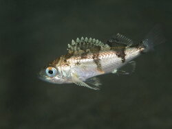 Sebastes saxicola thumbnail