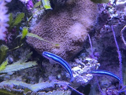 Neongrundel 