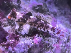 Synchiropus Stellatus 