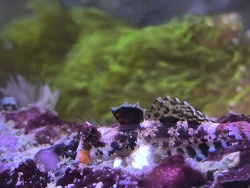 Synchiropus Stellatus 