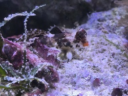 Synchiropus Stellatus 