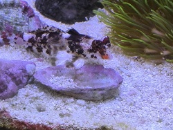 Synchiropus Stellatus 