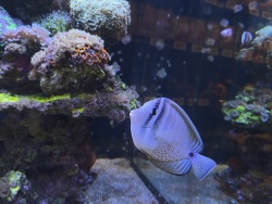 Zebrasoma Desjardinii 