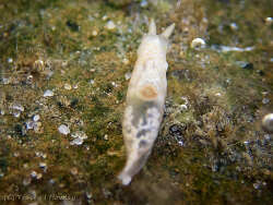 Gymnodoris suggens,Burleigh Heads QLD, Australia 2026