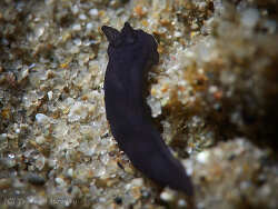 Gymnodoris boussionae,Gold Coast QLD, Australia 2026