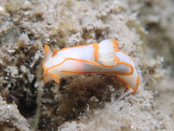 Gymnodoris amakusana, La Balsa Park 2021
