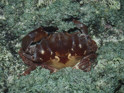 Etisus dentatus, Polynésie Française  1989_0023-01