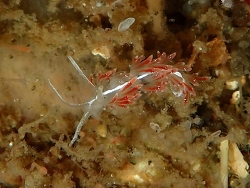 Pacifia amica,Sullivan Point, Kitsap County, WA 2026