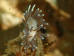 Cuthonella concinna,Sullivan Point, Kitsap County, WA 2026