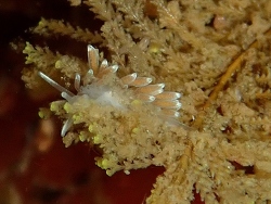 Cuthonella concinna,Sullivan Point, Kitsap County, WA 2026