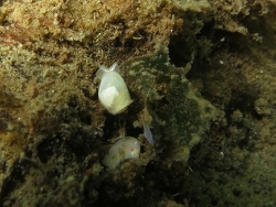 Diaphana californica,Haugen Bay, Port Orchard, WA 2013