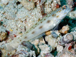 Foto: Nord-Sulawesi, Indonesien