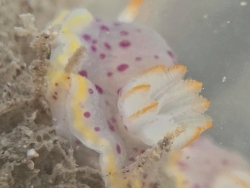 Glossodoris semeion thumbnail