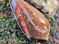 Conus achatinus thumbnail