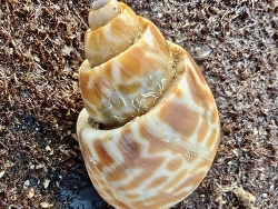 Babylonia spirata thumbnail