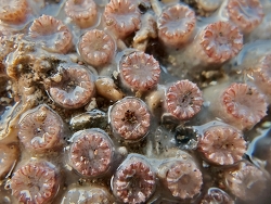 Cladangia exusta thumbnail