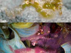 Foto:  Great Barrier Reef, Australien 