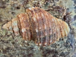 Cantharus spiralis thumbnail