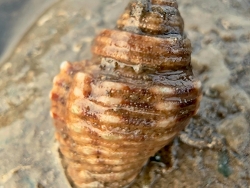 Cantharus spiralis thumbnail