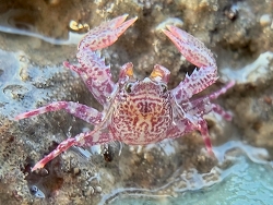 Petrolisthes boscii,India 2025 (CC BY)