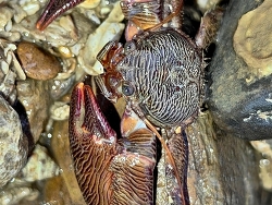 Petrolisthes boscii,Malabar Hill, Mumbai, Maharashtra 400006, India 2025 (CC BY)