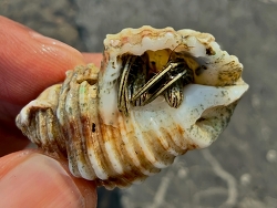 Clibanarius padavensis thumbnail