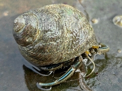 Clibanarius longitarsus thumbnail