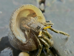 Clibanarius longitarsus thumbnail