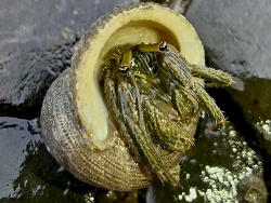Clibanarius longitarsus thumbnail