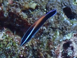 Labroides flammulatus thumbnail