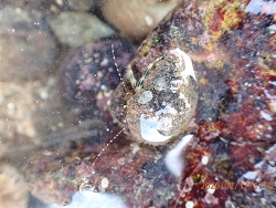 Pagurus kulkarnii thumbnail