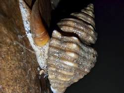 Cantharus spiralis thumbnail