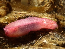 Phanerophthalmus anettae thumbnail