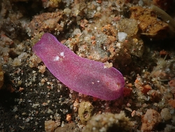 Phanerophthalmus anettae,Mambajao, Camiguin, Philippinen 2019