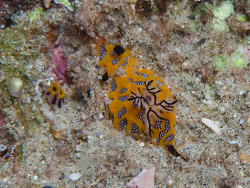 Halgerda indotessellata,doodles Ponta do Ouro Maputo, Ponta do Ouro 0000, Mozambique 2026 (CC BY-SA)