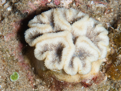 Horastrea indica 2026