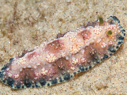 Phyllidiopsis cardinalis,steps Lopes, Mozambique 2026 (CC BY-SA)