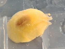 Berthella Plumula,France 2024