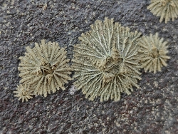 Tetraclitella karandei,MV5G+CXC, Pantnagar, Alibag, Chendhare, Maharashtra 402201, India (CC BY)